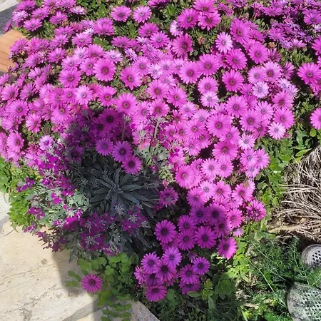 Kastri Kastrisianika